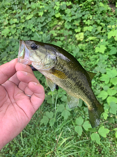 ラージマウスバスの釣果