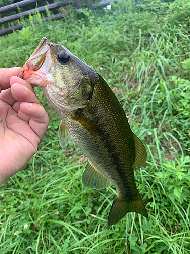 ラージマウスバスの釣果