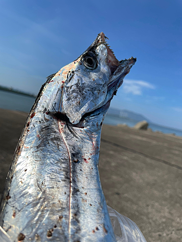 タチウオの釣果