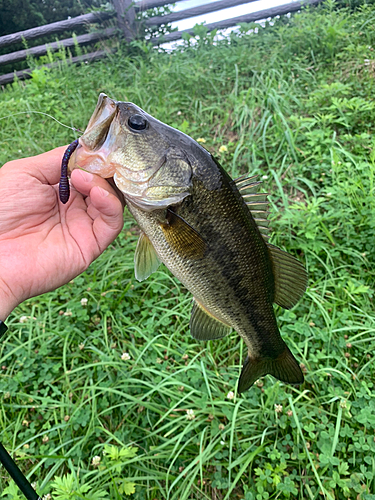 ラージマウスバスの釣果