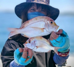 レンコダイの釣果