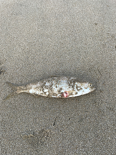 コノシロの釣果