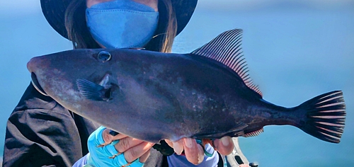 ウマヅラハギの釣果