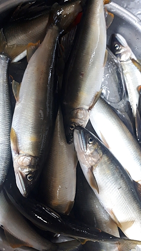 アユの釣果