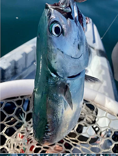 ソウダガツオの釣果