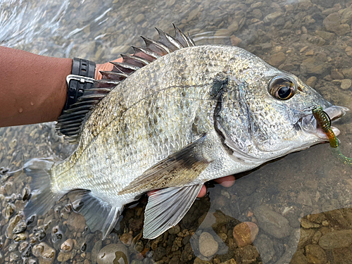 ミナミクロダイの釣果