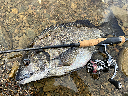 ミナミクロダイの釣果