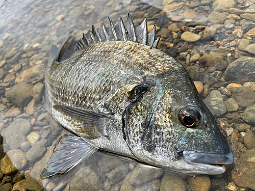 ミナミクロダイの釣果