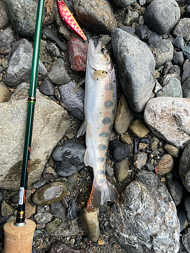 アマゴの釣果