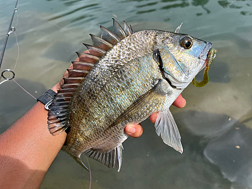 ミナミクロダイの釣果