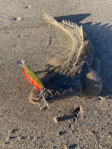 マゴチの釣果