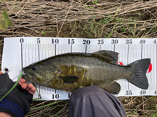 スモールマウスバスの釣果