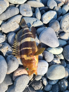 アオハタの釣果