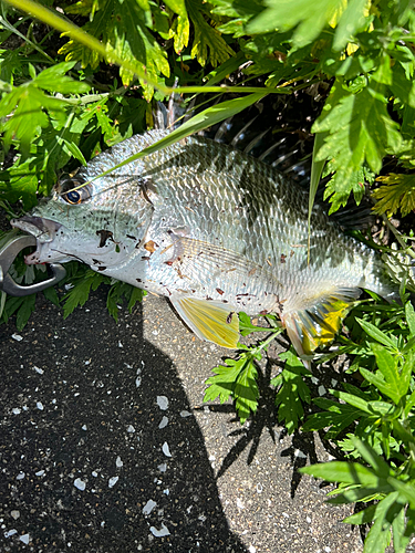 キビレの釣果