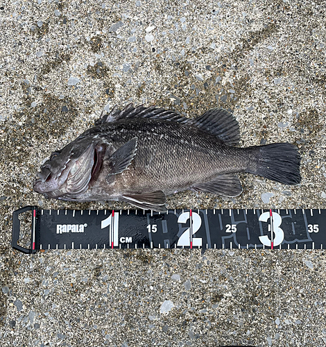 クロソイの釣果