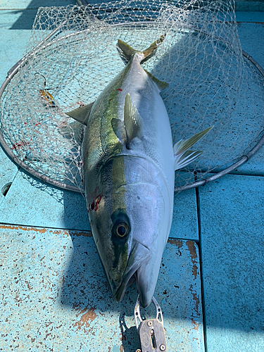 ブリの釣果