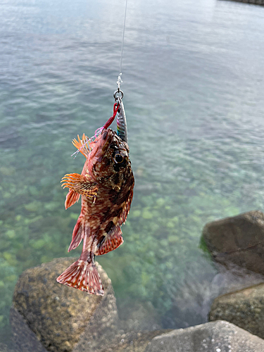 カサゴの釣果