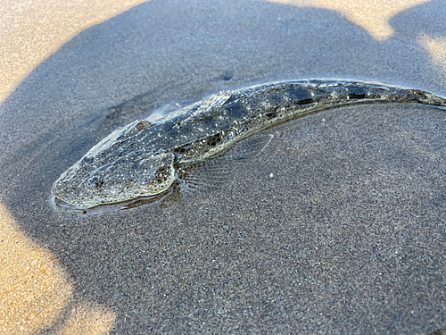 マゴチの釣果