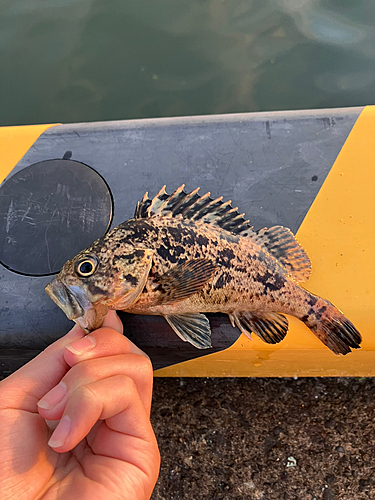 クロソイの釣果