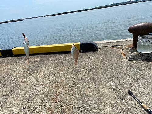 マダイの釣果