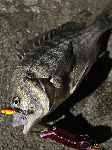 チヌの釣果