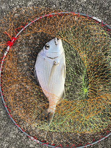 ヘダイの釣果