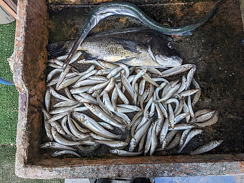 シロギスの釣果