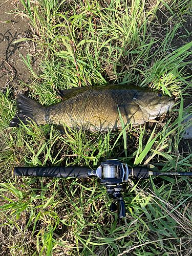 スモールマウスバスの釣果