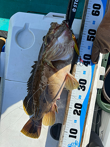 ホウキハタの釣果