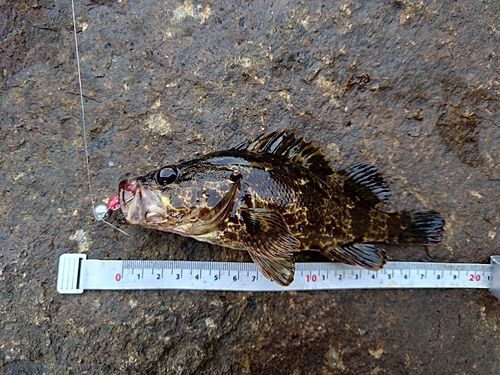 タケノコメバルの釣果