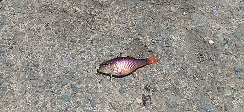 ネンブツダイの釣果