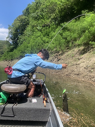 ニホンナマズの釣果