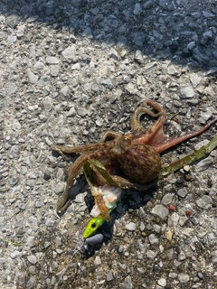 タコの釣果