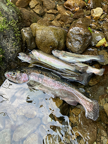 ヤマメの釣果