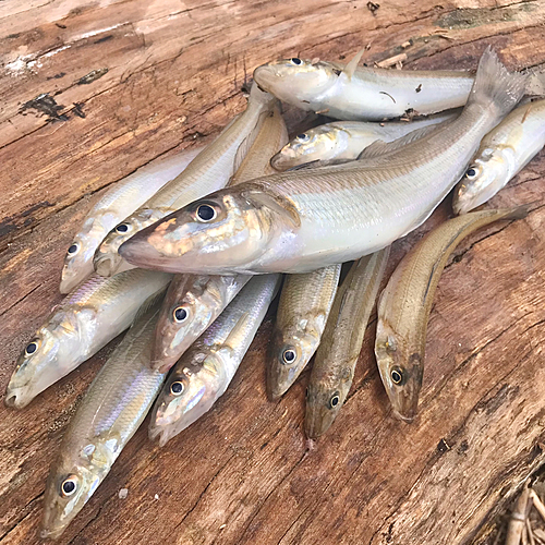 キスの釣果