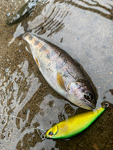 ヤマメの釣果