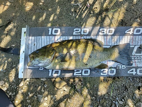 スモールマウスバスの釣果