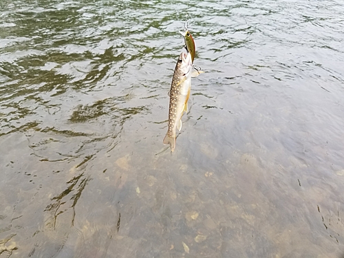 釣果