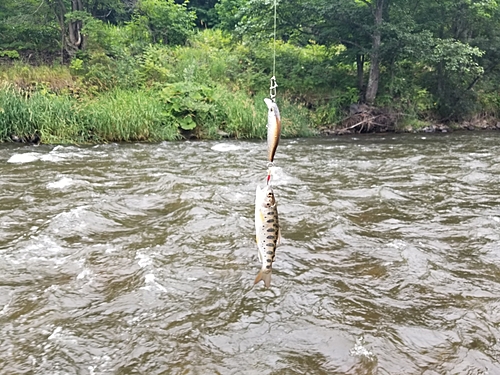 釣果