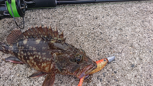 カサゴの釣果