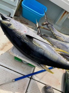 キハダマグロの釣果