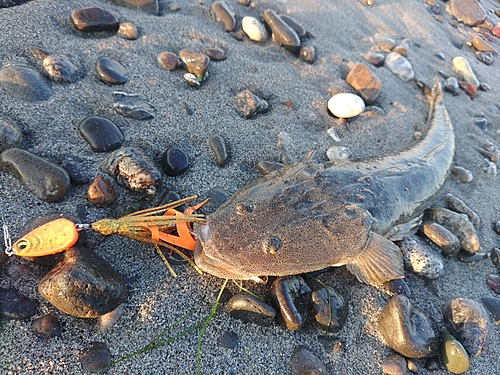 マゴチの釣果