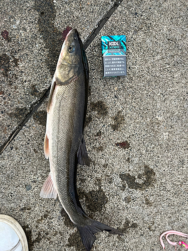 ウグイの釣果