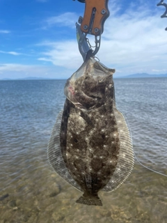 ソゲの釣果