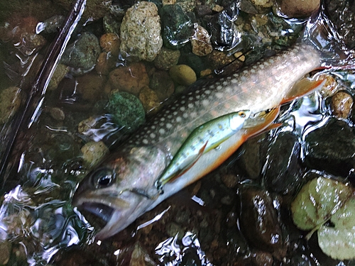 イワナの釣果