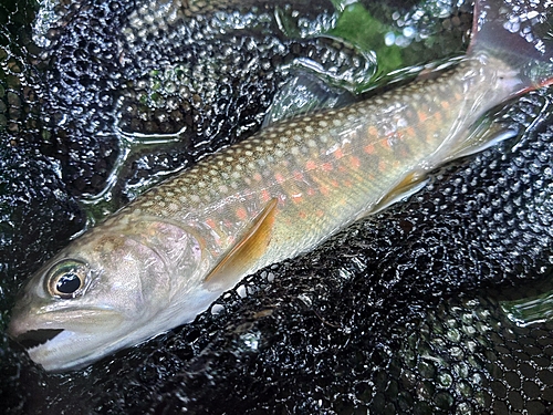 イワナの釣果