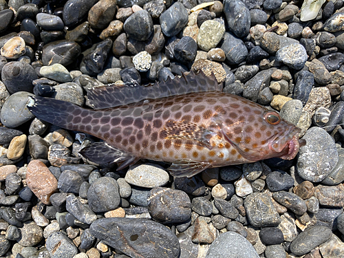 オオモンハタの釣果