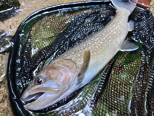 イワナの釣果