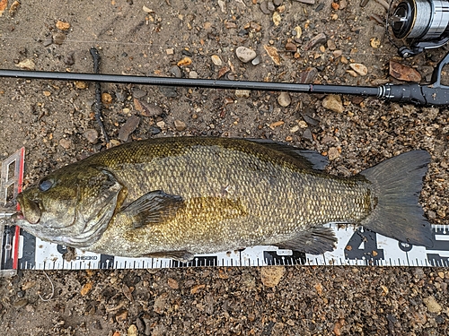 スモールマウスバスの釣果