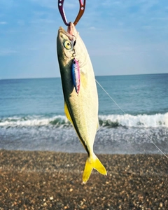 ワカシの釣果